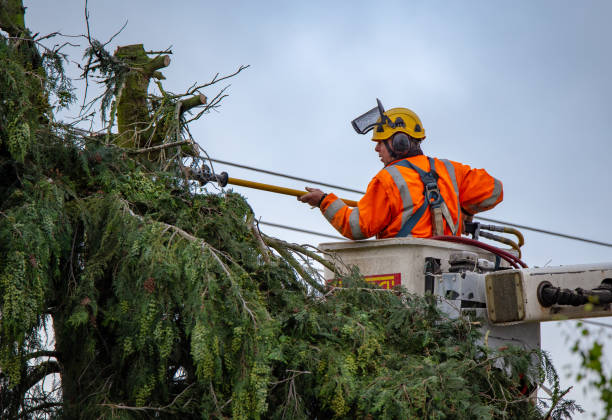 How Our Tree Care Process Works  in  Picacho Hills, NM